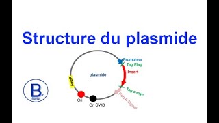 Structure du plasmide [upl. by Comptom366]