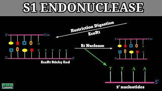 S1 Nuclease  S1 Nuclease Enzyme  Endonucleases  Exonucleases [upl. by Novla303]