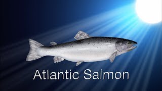 Species in the Spotlight Atlantic Salmon [upl. by Ajnek313]