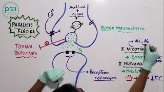 FISIOLOGÍA  Acetilcolina [upl. by Laure169]