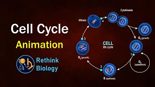 Cell cycle Animation [upl. by Marte93]