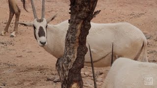 Creature Feature — Arabian Oryx [upl. by Oab32]