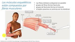 Fisiología  Músculo Esquelético [upl. by Remlap]