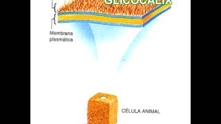 GLICOCÁLIX  tanio alencar [upl. by Trish]