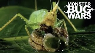 Most Savage Katydid Attacks  MONSTER BUG WARS [upl. by Gwyneth]