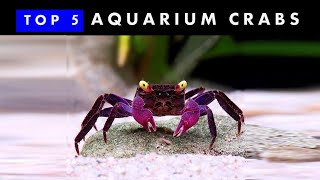 TOP 5 Aquarium Crabs  Knowing amp Caring [upl. by Rauscher]