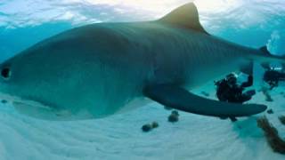 Nadar con tiburones  360°  Nat Geo [upl. by Essyla168]