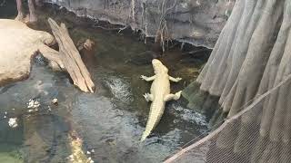 Albino Alligator vs Common Snapping Turtle [upl. by Adirem]