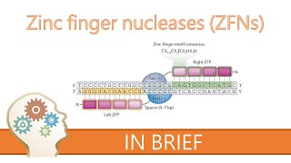 ZINC FINGER NUCLEASES  GENE EDITING EXPLAINED [upl. by Barthol]