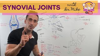 Synovial Joints [upl. by Frasco]