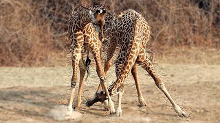 How Do Giraffes Fight  A Neck Battle  Love Nature [upl. by Swetlana]