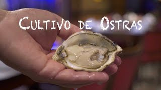 Documentário  Cultivo de Ostras conheça o processo de cultivo deste molusco [upl. by Reklaw156]