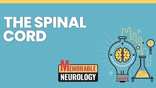 Spinal Cord Mnemonics Memorable Neurology Lecture 8 [upl. by Thomas]