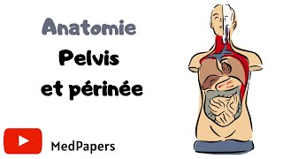 ANATOMIE Pelvis et périnée [upl. by Negam246]