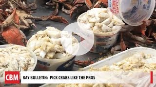 Crab Picking with the Pros [upl. by Henleigh]