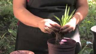 How to Plant Freesias [upl. by Erreipnaej595]