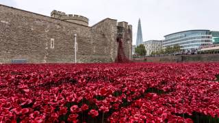 The Tower of London Poppies [upl. by Auhsuoj]