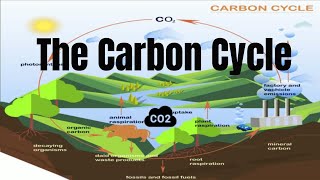 The Carbon Cycle Process [upl. by Annibo]