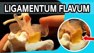 Ligamentum Flavum  The FIRST Dynamic Ligamentum Flavum Ever To Be Produced [upl. by Oigile]