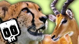 Cheetah vs Gazelle  Deadliest Showdown  BBC Earth Explore [upl. by Thacker]