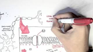 Pharmacology  Local Anaesthetic [upl. by Oletta]