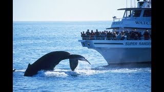 Whale Watching  A Complete Trip With Helpful Tips  Boston Gloucester Plymouth and ProvinceTown [upl. by Tarkany]