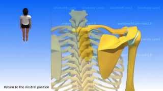 Movements of the Scapula [upl. by Kalk794]