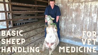 Basic Sheep Handling for the Veterinary Technician [upl. by Rednaskela]