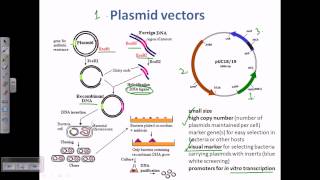 Plasmid as a cloning vector [upl. by Onaimad]