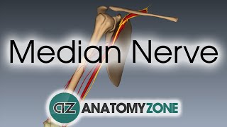 Median Nerve  3D Anatomy Tutorial [upl. by Penn]