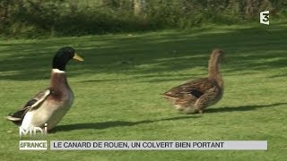 ANIMAUX  Le canard de Rouen un colvert bien portant [upl. by Kokoruda]