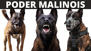 LO MEJOR DE LOS PERROS PASTOR BELGA MALINOIS AGILIDAD Y PODER EXTREMO [upl. by Ida]