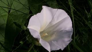 Flowers of the Bindweed Convolvulus arvensis [upl. by Drageruaeb346]