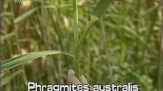 common reed Phragmites australis [upl. by Gierk]