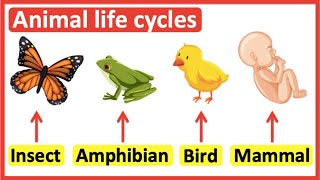 Animal life cycles  Insects Amphibians Birds amp Mammals [upl. by Dawson117]