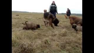 Germanischer Bärenhund Gruppenausflug [upl. by Aifas39]