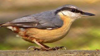 Nuthatch  Wildlife in Cornwall [upl. by Aieki148]