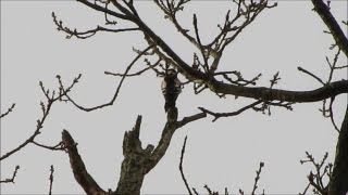 Greater Spotted Woodpecker  calling and feeding [upl. by Frear]