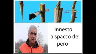 Innesto a spacco del pero [upl. by Alorac]