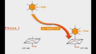 Pharmacokinetics animation Phases Of Drug Metabolism [upl. by Medardas555]