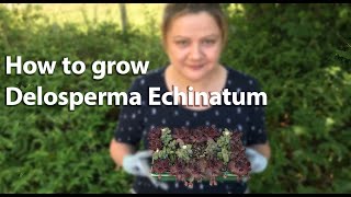 How to grow Delosperma Echinatum [upl. by Haet]