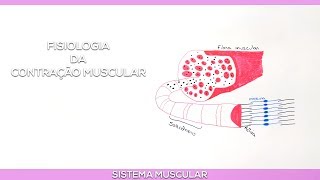 Fisiologia da Contração Muscular [upl. by Ahsiekat987]