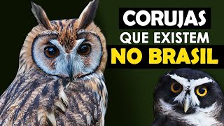 CORUJAS DO BRASIL  As incríveis corujas brasileiras como elas cantam Mais rara  Strigiformes [upl. by Tamberg879]