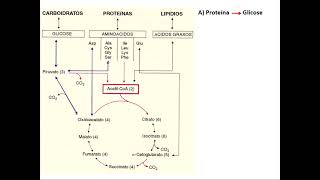 Aula 1 Integração metabólica [upl. by Eilesor]