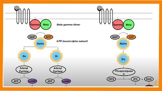 Signal Transduction Pathways GProtein Receptor Tyrosine Kinase cGMP [upl. by Yraillih]