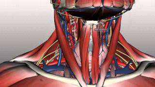 Neck Anatomy  Organisation of the Neck  Part 1 [upl. by Goodrich]