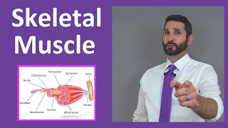 Skeletal Muscle Tissue Contraction Sarcomere Myofibril Anatomy Myology [upl. by Etnahs]