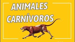 Animales carnívoros Tipos características y ejemplos [upl. by Michaela]