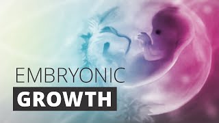 Schwangerschaft  Pregnancy Medical Animation of embryonic development [upl. by Wickner]