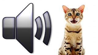 8 HOURS CAT SOUNDS MEOWING NOISES ATTRACT CATS ANNOY CATS [upl. by Rodl]